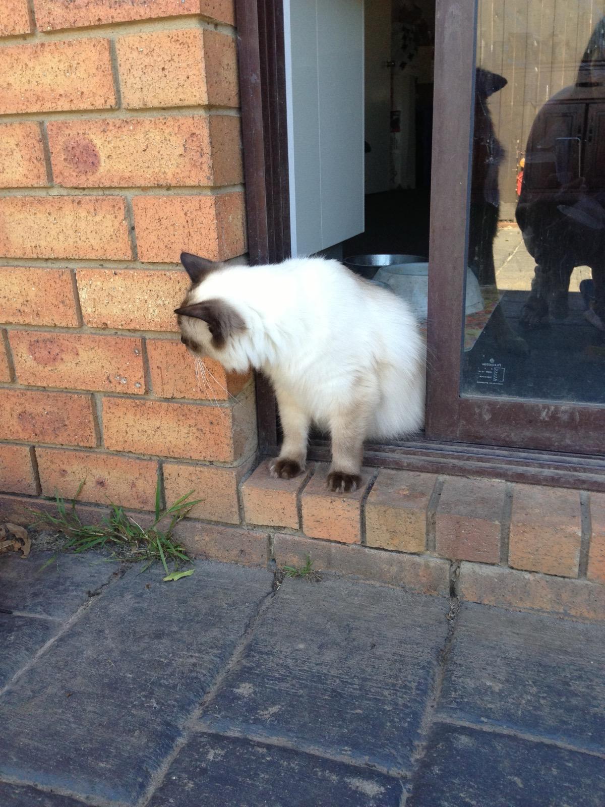 Cedric was one of the cats we installed the cat netting to help protect